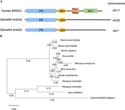 Deleterious Variation in BR Serine/Threonine Kinase 2 Classified a Subtype of Autism